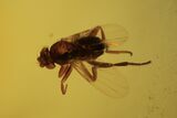 Five Detailed Fossil Flies (Phoridae) In Baltic Amber #105493-3